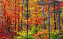 50773_autumn-forest-desktop-hd-wallpaper-wide.