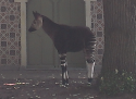 50939_okapi.