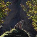 51173_tigr.