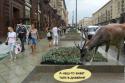 51175_olenevod_slomal_moskvu.