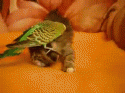51177_sf_1animal__11_.