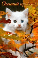 51623_privet__28gif.