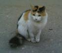 51737_20150331cat.