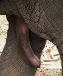 51881_220px-Penis_asiatischer_Elefant.