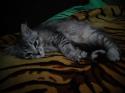 52028_DSC00423.