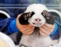 52238_gal-baby-animal1.