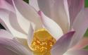 52315_pink_lotus-dsc07481-ws.