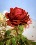 5248IMG_7200_5.