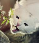 52556_koshka-pasetsya-cvety-kote-238816.