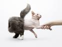 53109_InsideOut-persian-cat.