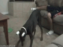 53140_funny-gif-dog-laser-crotch.