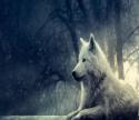 53178_rsz_desktop-wolf-wallpapers-free.