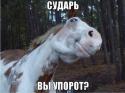 53204_TMtrG89uOXk.