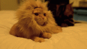 53313_Fungif_11.