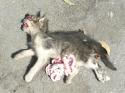 53386_1280px-Dead_cat_1380901.