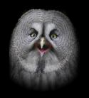 5351Big_gray_owl_by_Lilia73.