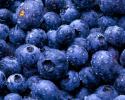 5353Food_Fruits_and_Berryes_Bilberry_015612_.