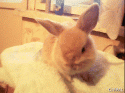 53561_gifpal-20131118170242.