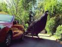 53582_big-pidgeon.