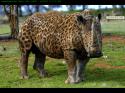 5397Rhino.