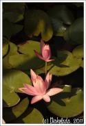 54053_Vodyanye_lilii-03.