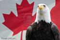 54195_4690987-majestic-bald-eagle-in-front-of-canadian-flag.