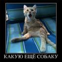 54324_Kotenok_ne_hochet-a.