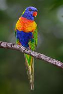 54501_250px-Rainbow_lorikeet.