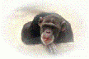 54608_MONKEY4.