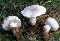 54735_Leucoagaricus-barssii-1024x704.