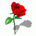 54756_roza.