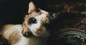 54880_Yw8ymaUX26Q.