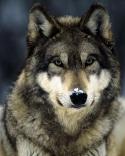 55093_grey-wolf-snow.