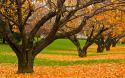 55125_mellow-autumn-old-gold-park_noggin-nogged_ncnd.