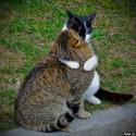 5526cats-32.