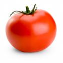 55591_tomato1.