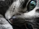 55727_1296284793_cats_wallpapers_www_kudron_ru_00009.