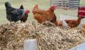 55862_chickenmanure007.