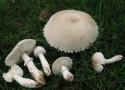 55953_Leucoagaricus-barssii-2-600x434.