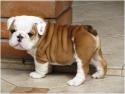 56084_british_bulldog_2.