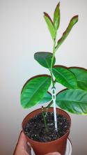 56087_kievskiy_patii_panderosa.