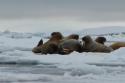 56137_W_Arctic237.