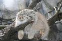 5624manul--nyasha-58354.