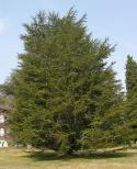 56347_486px-Atlas_Cedar_Cedrus_atlantic_Tree_2352px.