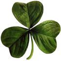 5651Irish_clover.