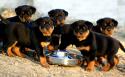 5677Bubbles___Rottweiler_Puppies_by_RiotGirl102793.