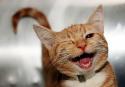 56966_00-smiling-cat.