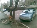 5707derevo_avto_1.