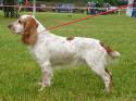 5724russkiy-ohotnichiy-spaniel-005.