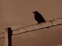 5727IMG_1527_resize.